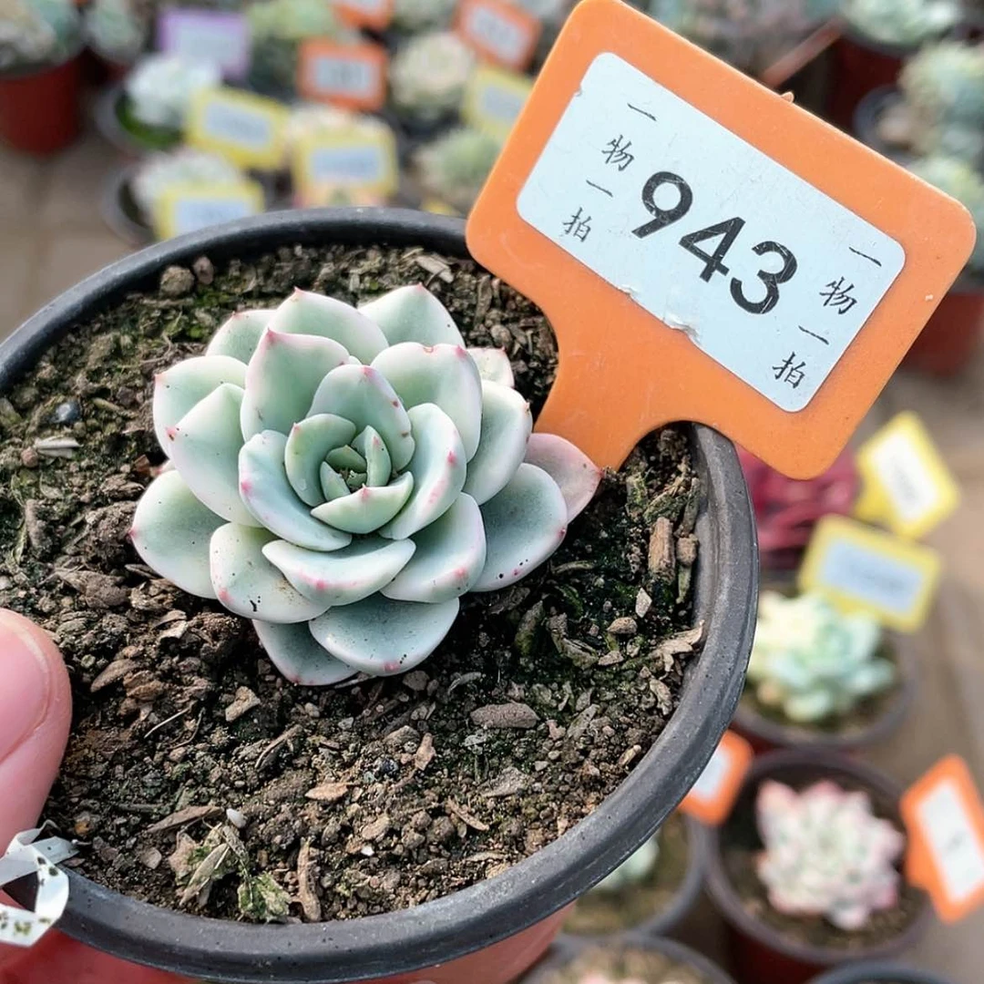 【闪购商品】943号