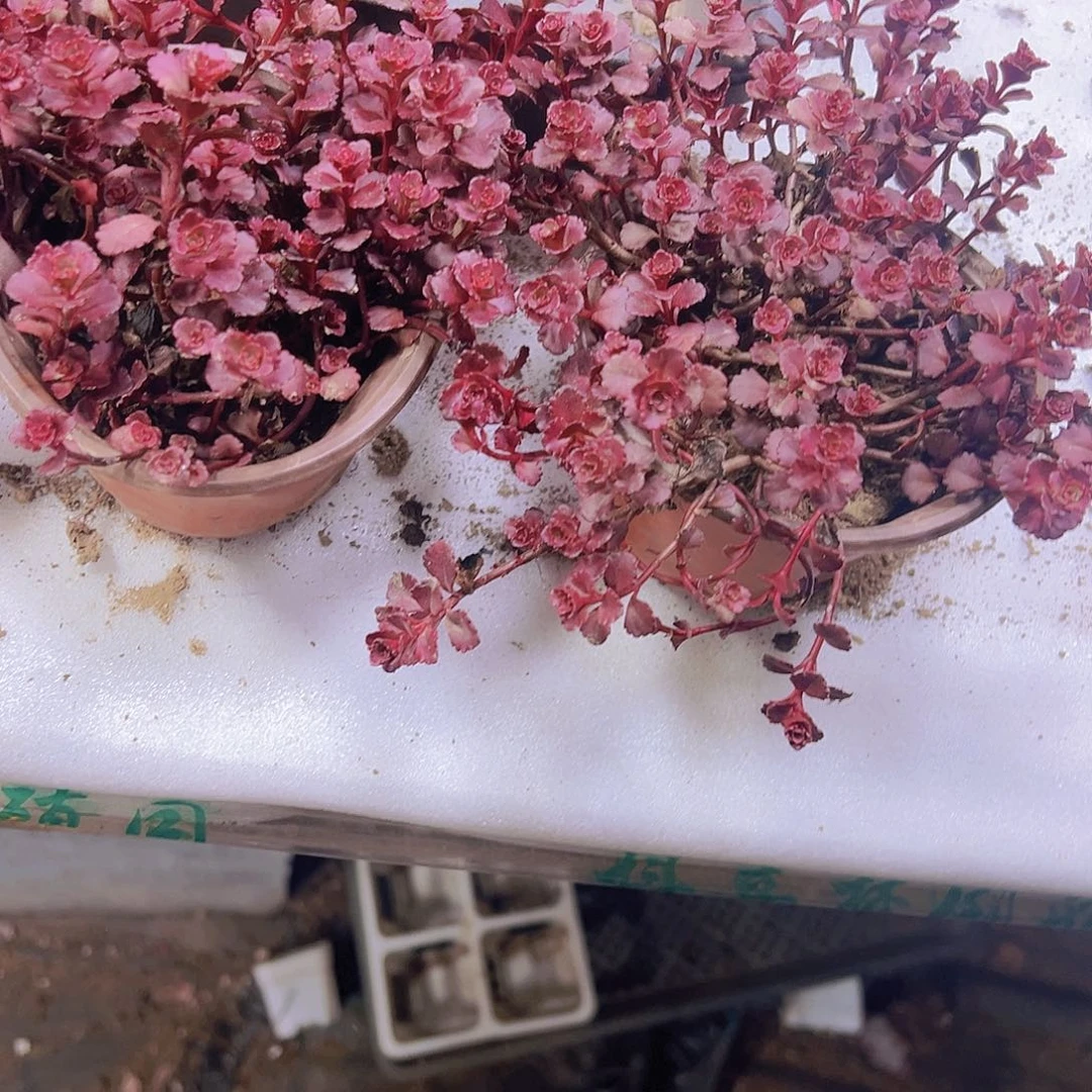 大小球玫瑰19包邮