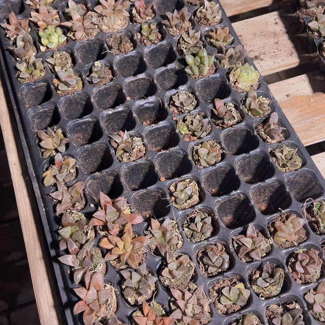 105孔穴盘十棵寿量拍