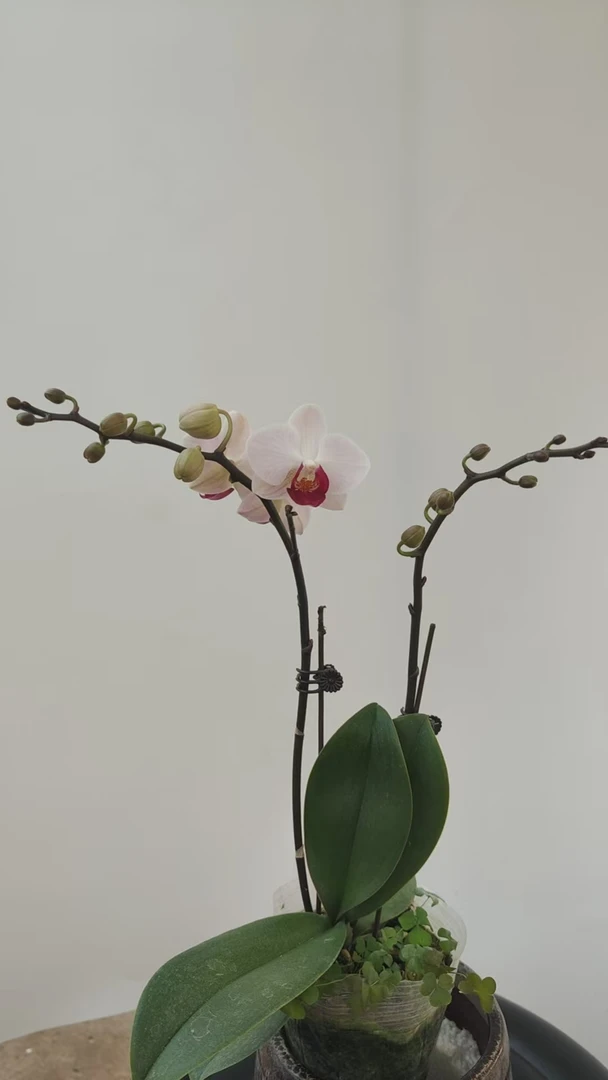 【老板卖花记】蝴蝶兰 第一名 3.0寸杯单花剑  根少福利款 介意勿拍