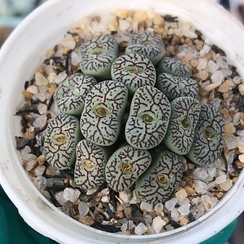 多肉肉锥 15头 日系枝纹墨小锥