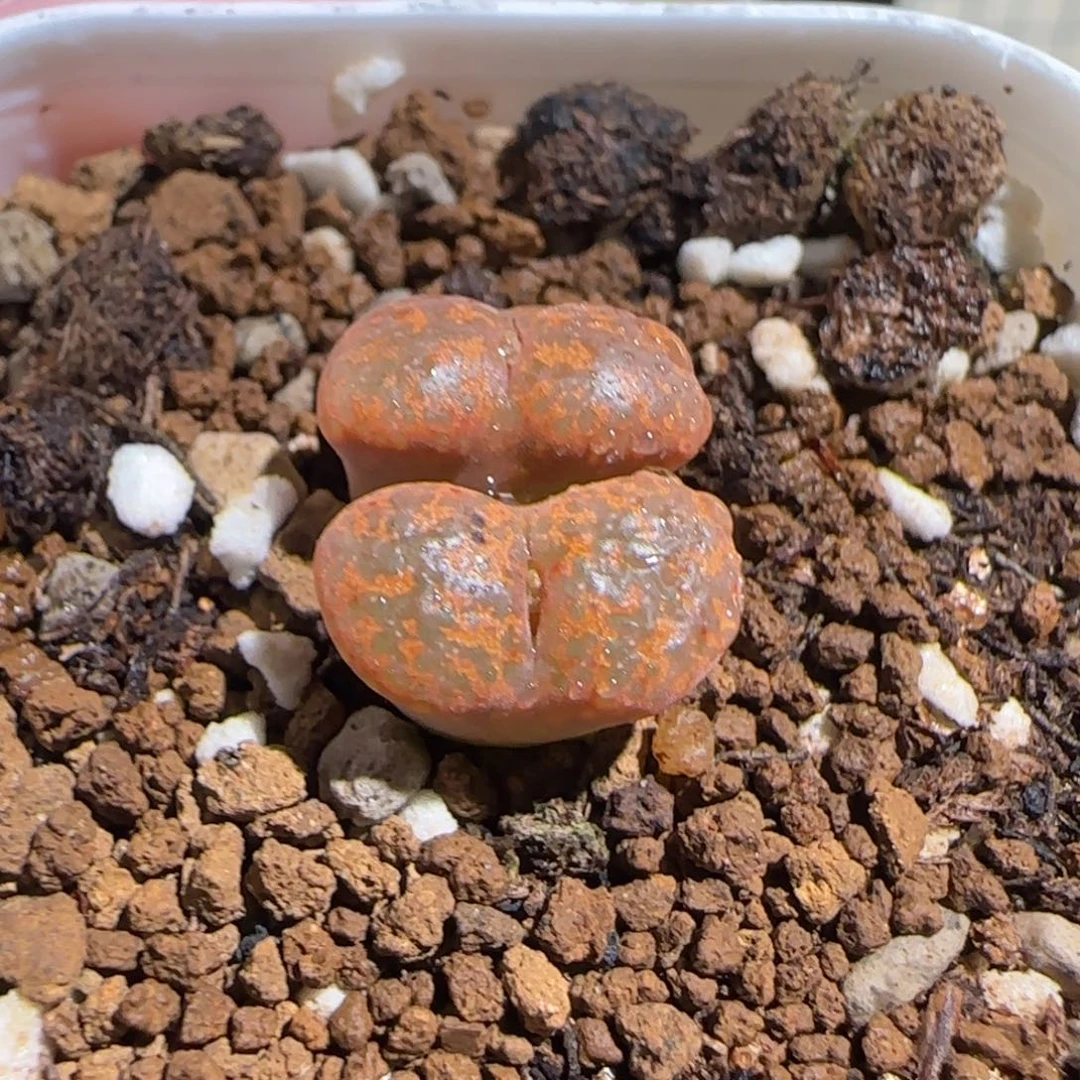 肉锥多肉植物组合-勋章1576