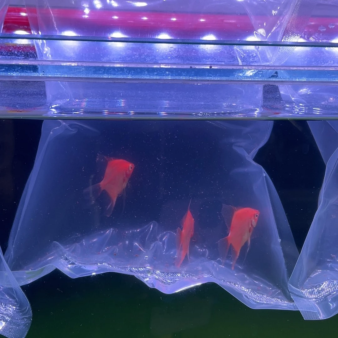 神仙鱼红魔12条4-5