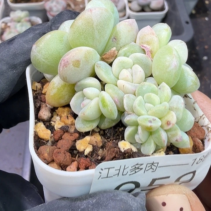 59号到手1框呼呼呼呼呼呼