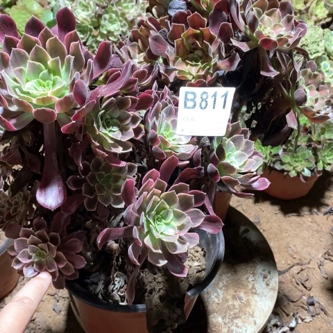开***好811两颗法师多肉植物