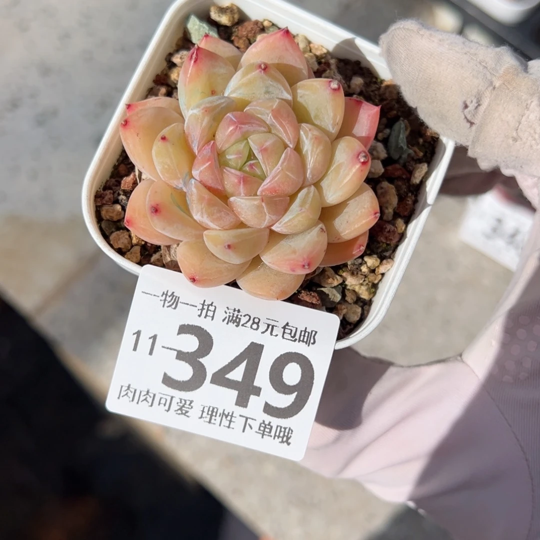 璇玑多肉多肉多肉多肉