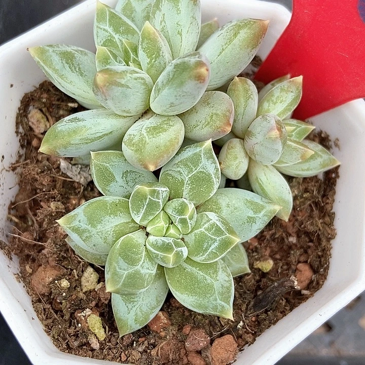 多肉植物伊丽莎白868