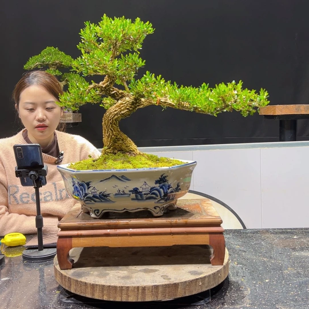 黄杨盆景老桩四季长青小*-