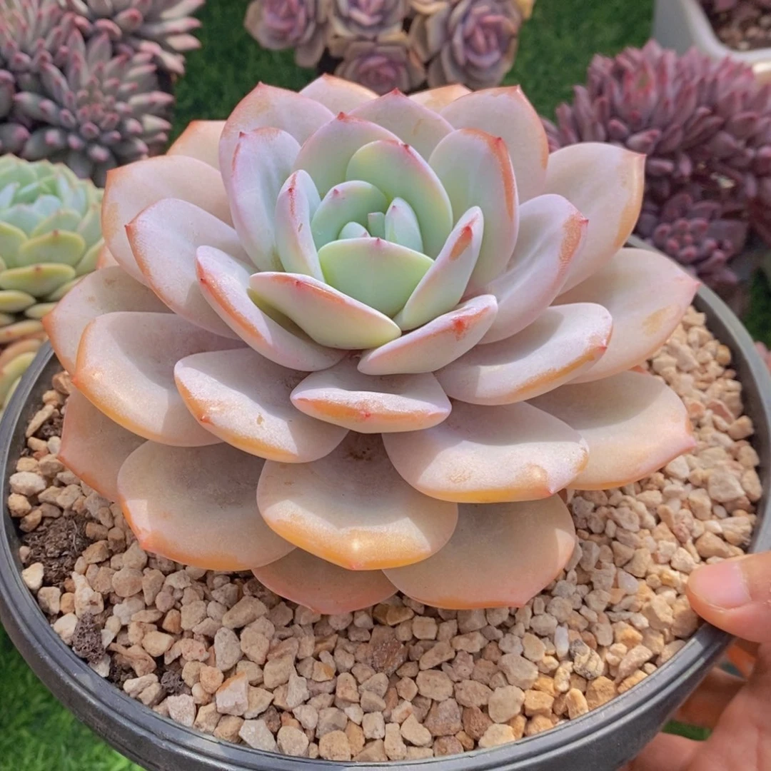 奶茶 一物一拍 多肉