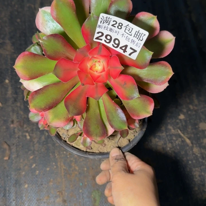 29947南香妃多肉植物