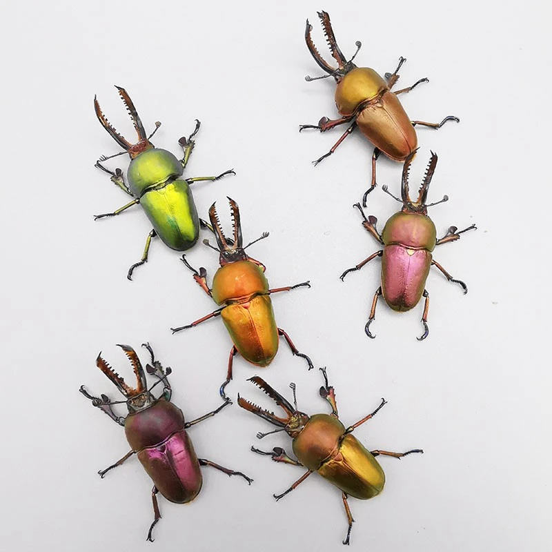 印尼金锹长牙成虫套餐饲养简单新手入门甲虫异宠活体昆虫彩色锹甲