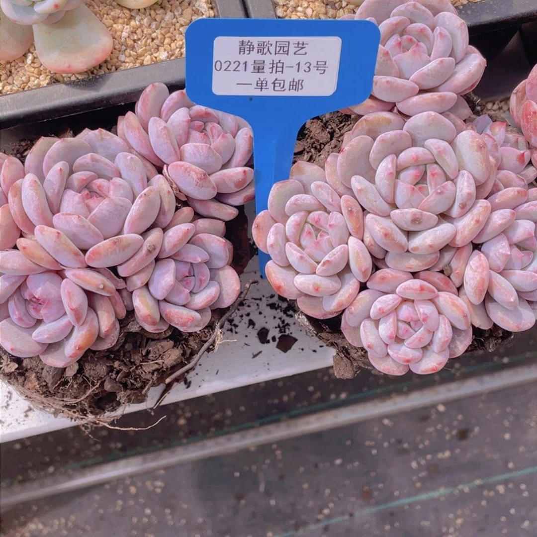 0221-13-五头石榴籽星影一颗