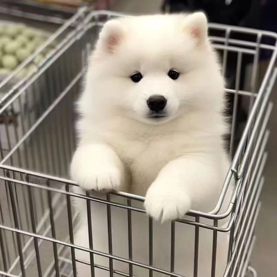 萨摩耶幼犬白色宠物犬微笑宠物狗天使活物雪橇犬熊版可爱纯种便宜