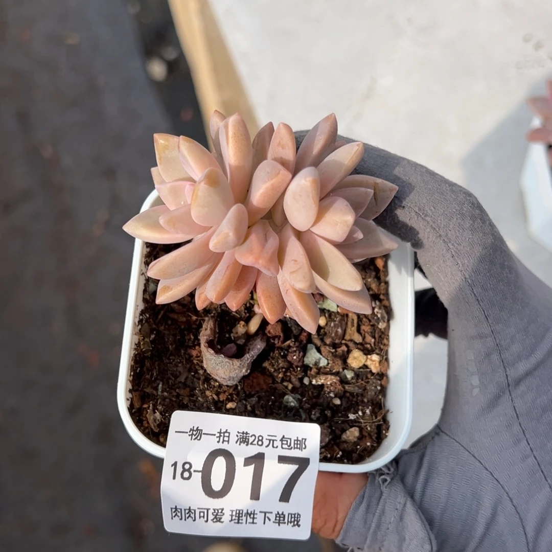 淡雪多肉多肉多肉多肉