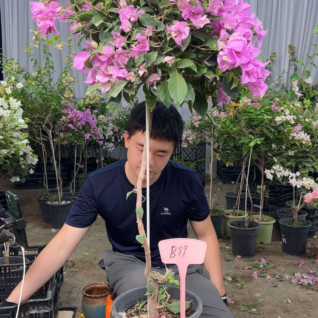 开***果大部分花苞少量开放B99雪紫