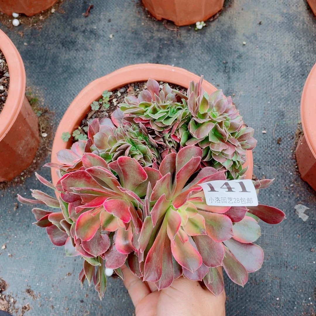 141号香妃缀化多肉植物法师