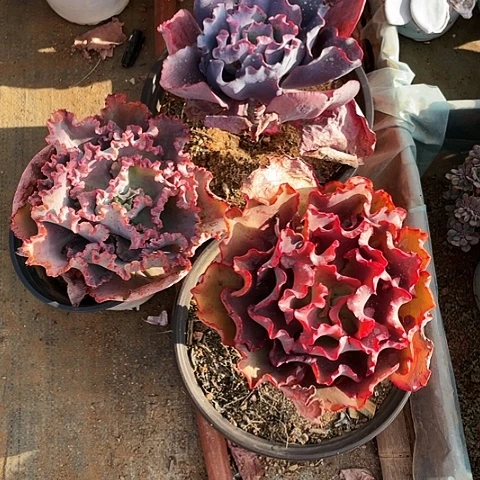 执*多肉植物杂交 3棵