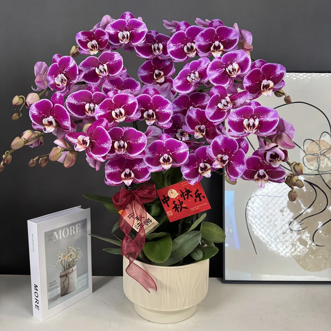 【大财主】稀有紫红色花花 高端组盆 好养耐养 蝴蝶兰 有花有花苞