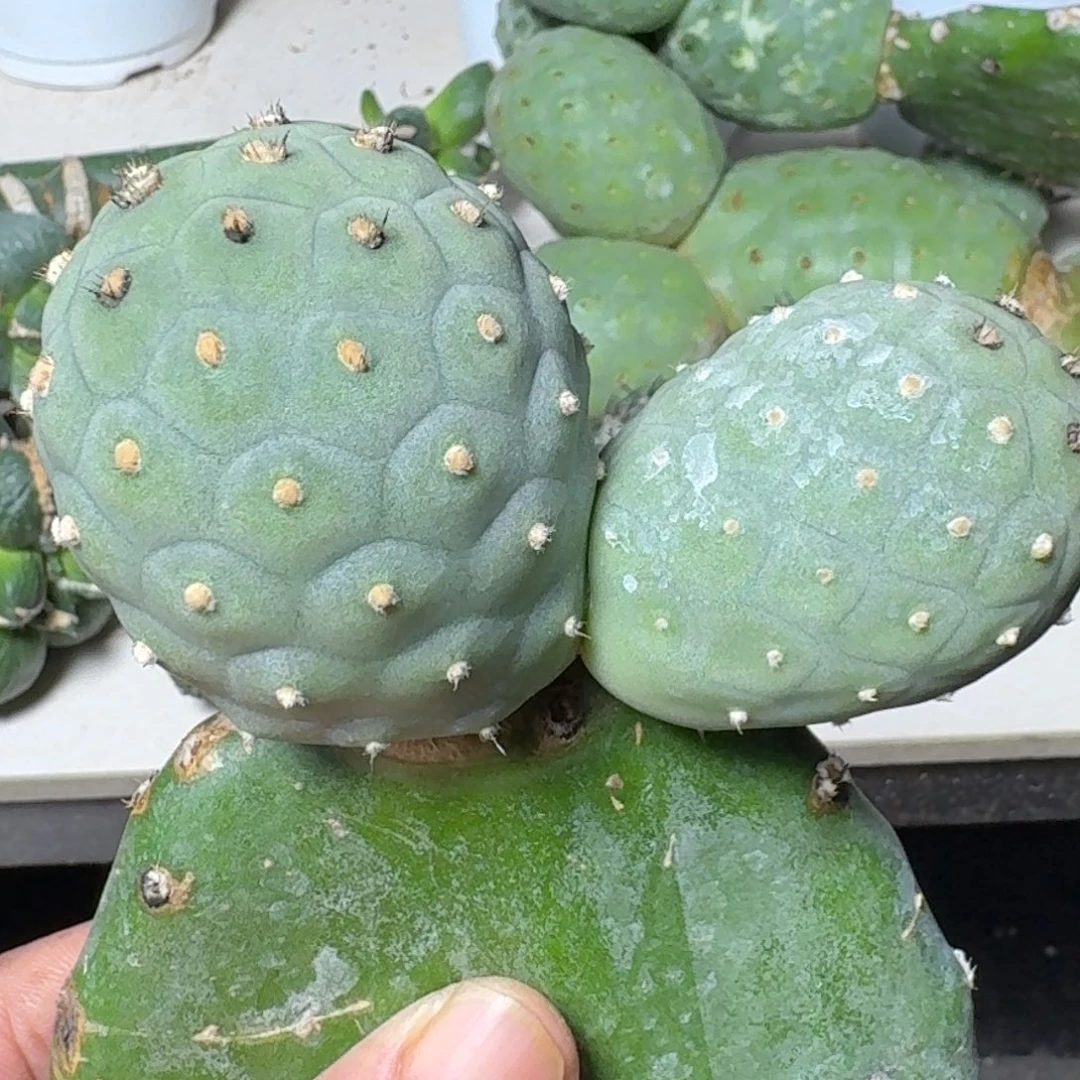 【闪购商品】无花朵进口糕绒白毛习志野双头984