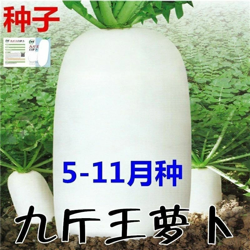 耐热耐寒九斤王白萝卜种子蔬菜种不空心春不老种特大四季秋萝卜籽