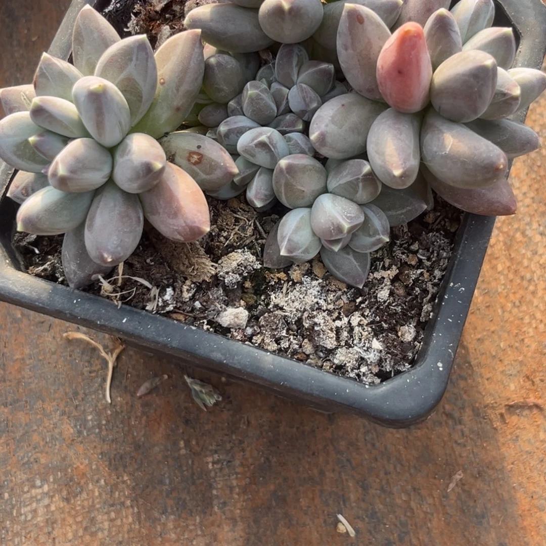 @***a2619下午多肉植物群生