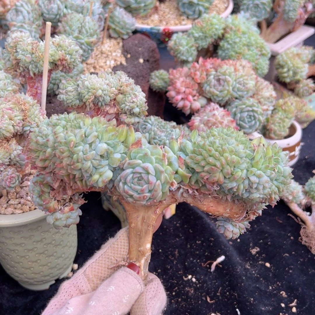 野**。新年快乐冰魄秘境