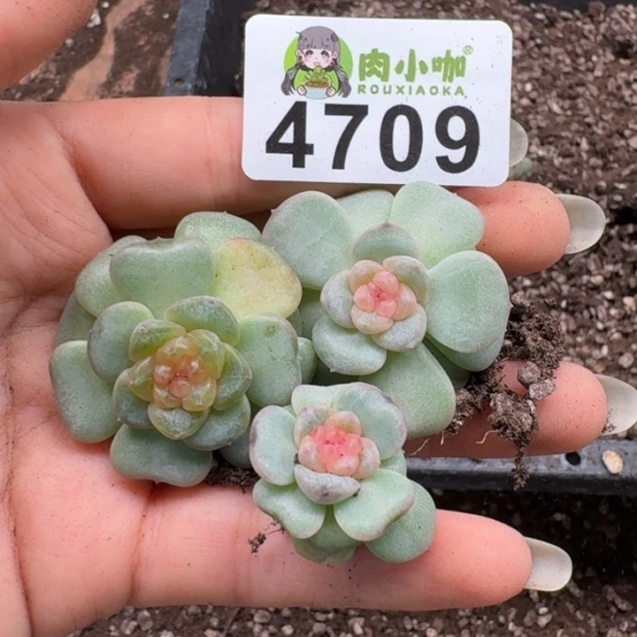 多肉植物多肉植物