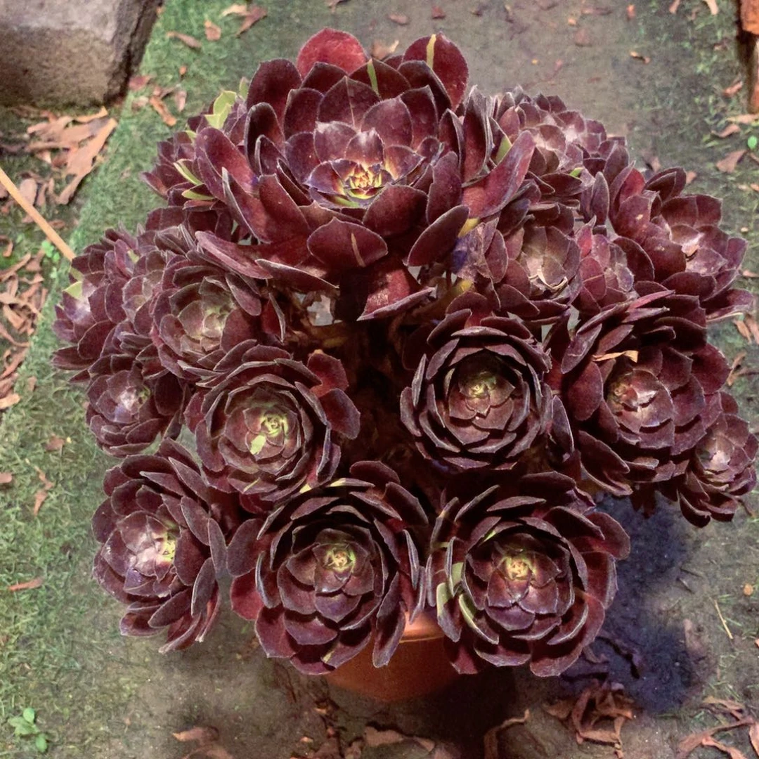 花花公子，多肉植物
