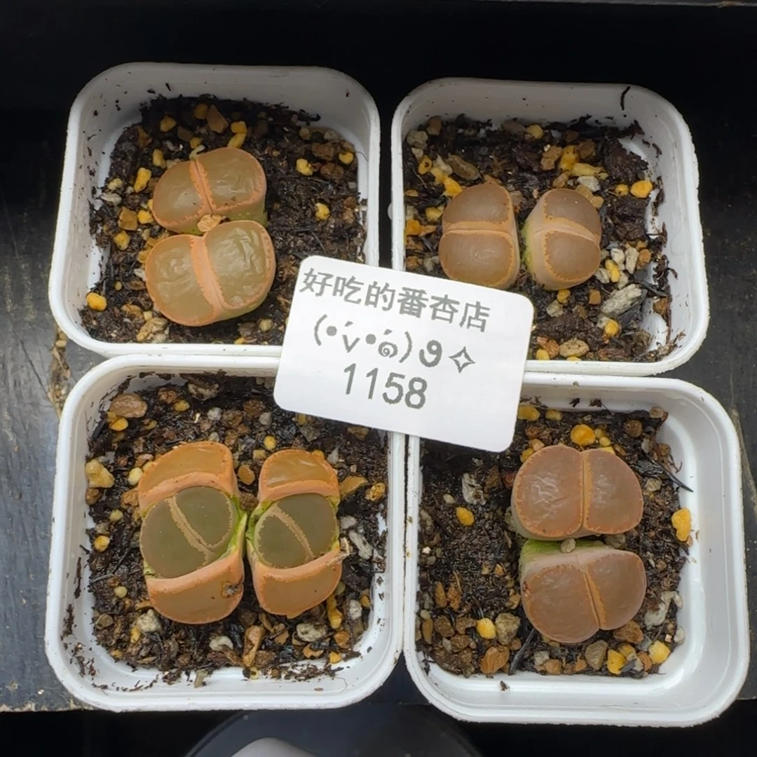 小***r1158。默认脱土。18包邮。偏远88包邮