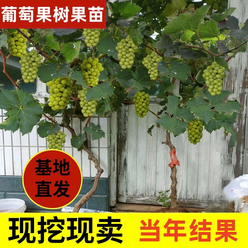 阳光玫瑰葡萄树苗水果盆栽葡萄苗南北方种植庭院室外盆栽葡萄苗