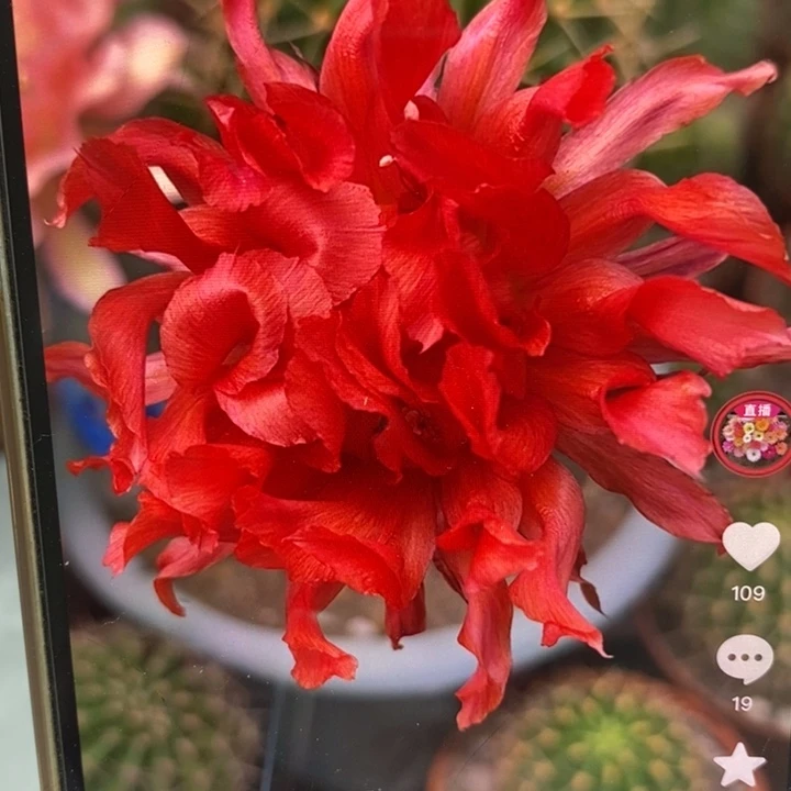 彩草红卷花带根6公分左右