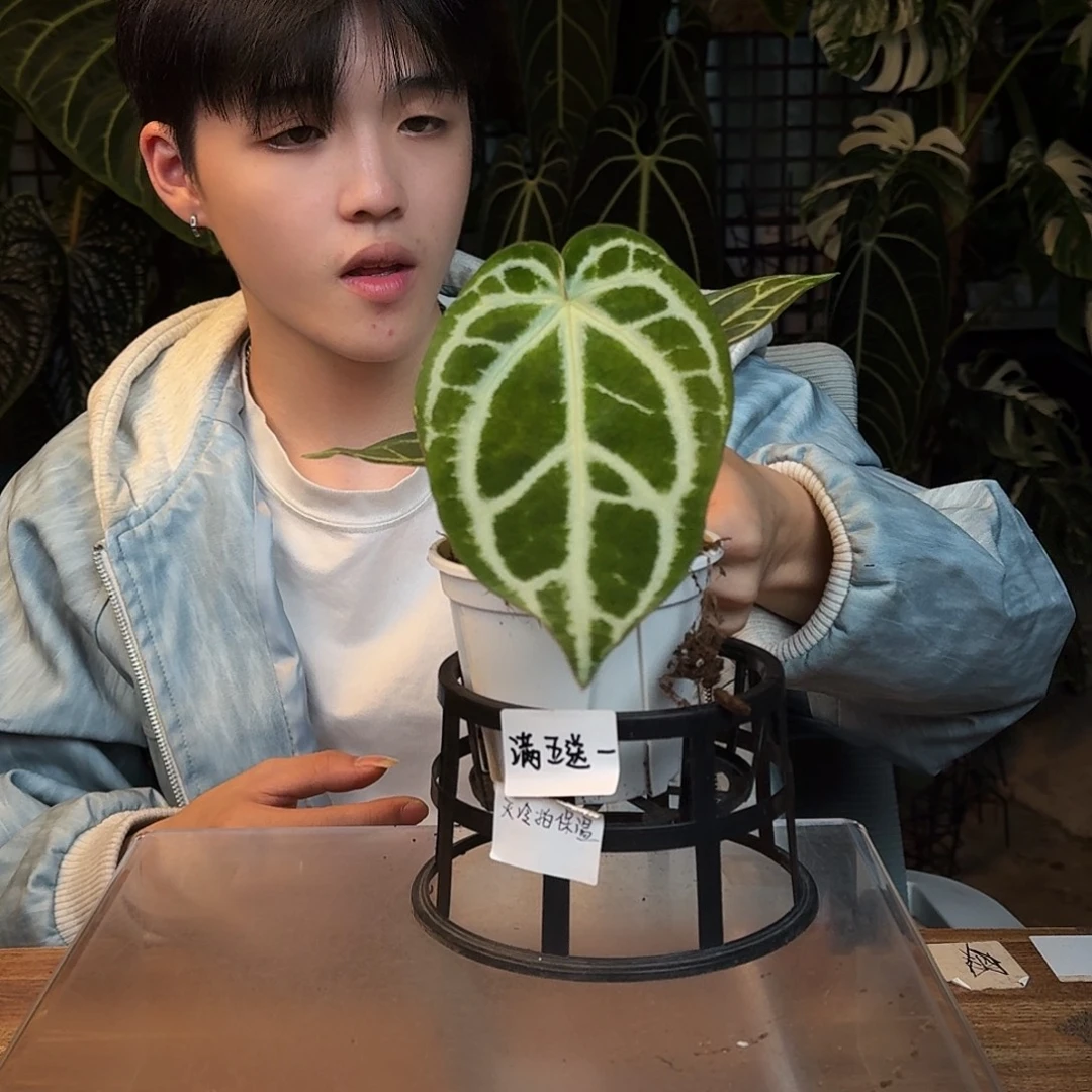 完全开放P01银骑士杂小钻石