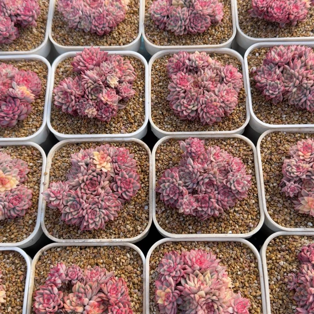 从前慢多肉精选编号0104.女雏锦