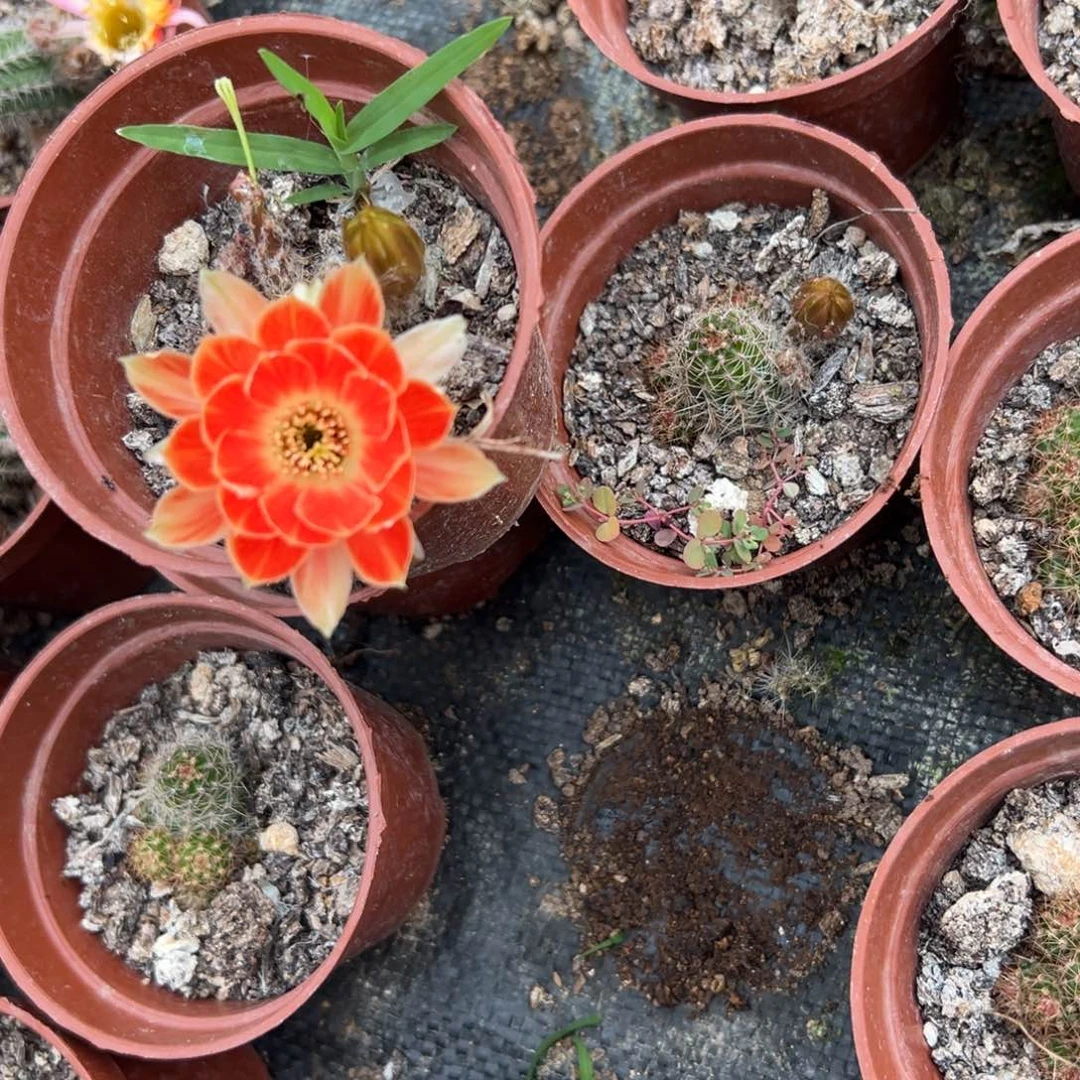 矮胖白檀482单颗带跟