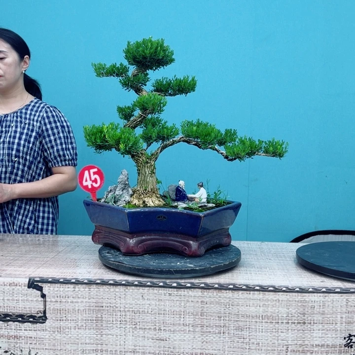 无花朵广东雀舌黄杨盆景