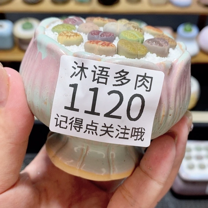 带盆土植物 精美盆栽1120