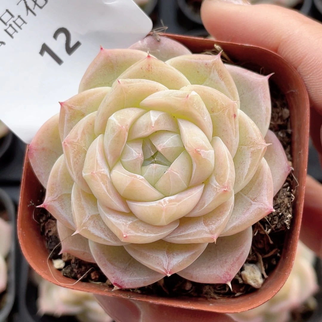 12号糖心冰心珍妮