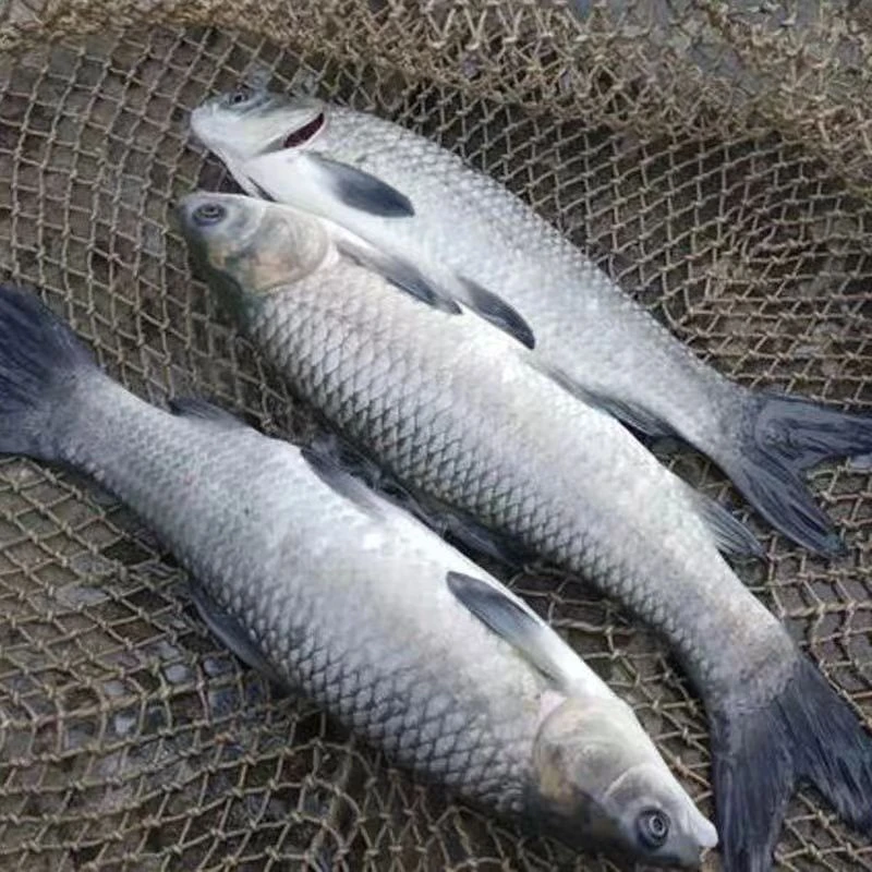 冰鲜现捞青鱼 生态养殖渔场直发