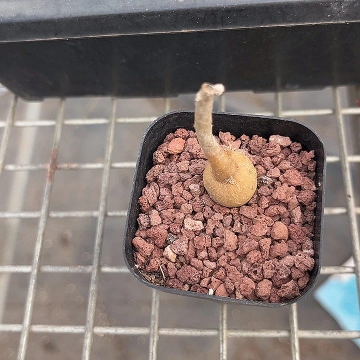 我也不知道我为什么要这样对