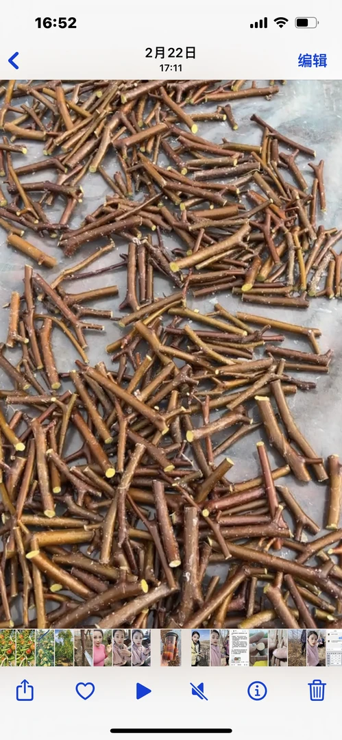 【油蟠脆枣接穗】新品种油蟠脆枣接穗枝条