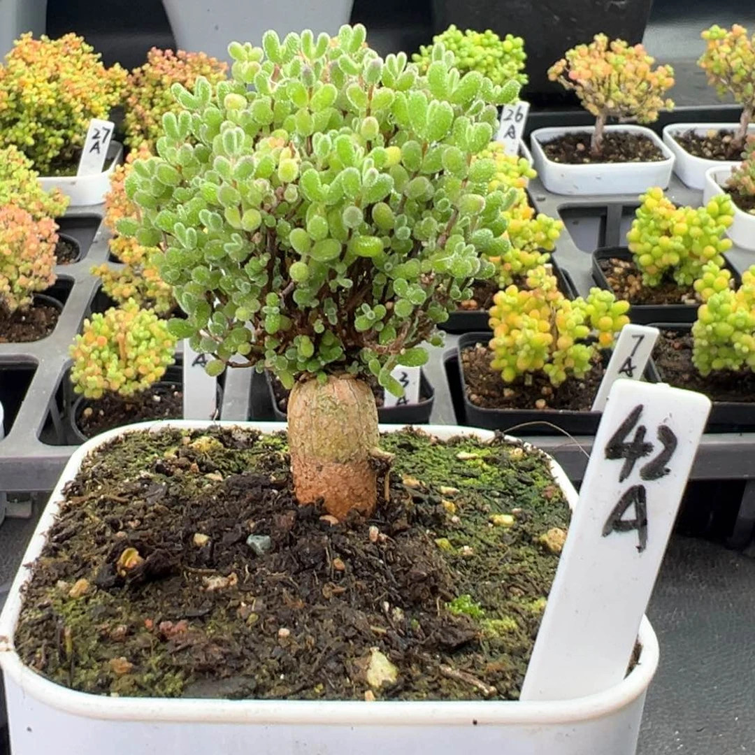 跳跳糖42号8厘米盆