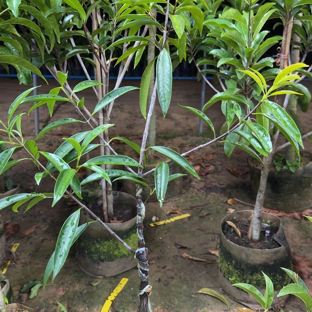 小***源当前无花栽培后可以开花山竹