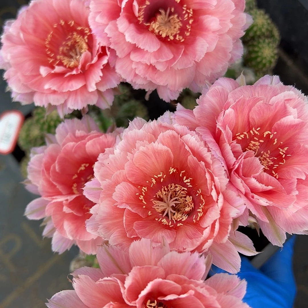 雅森391自根球，带侧芽优先发货