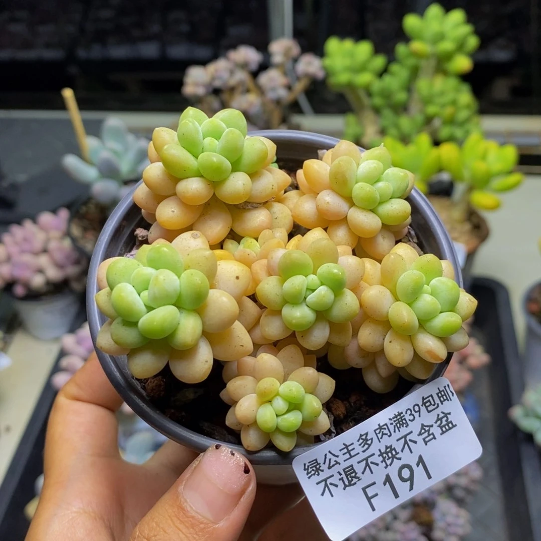191洛可可多肉7c m