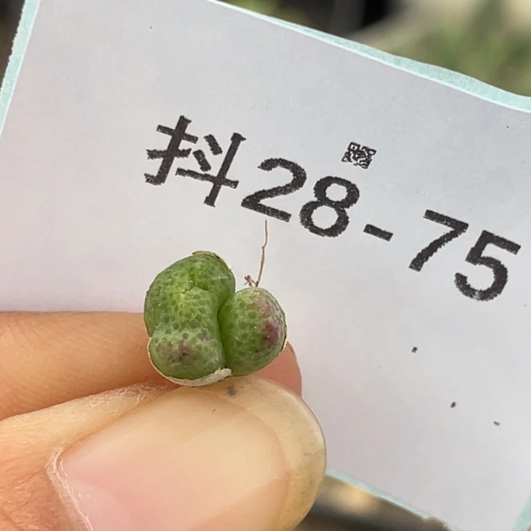 28-75变异草莓斑马肉锥