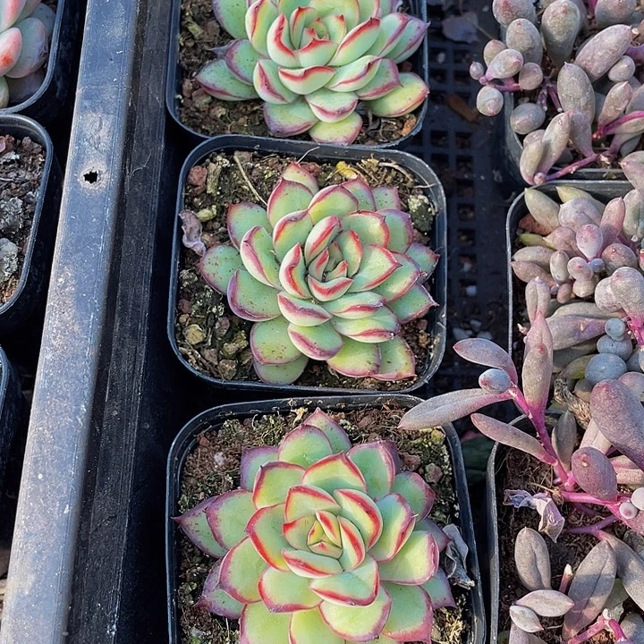 肉酱玫瑰带盆土发