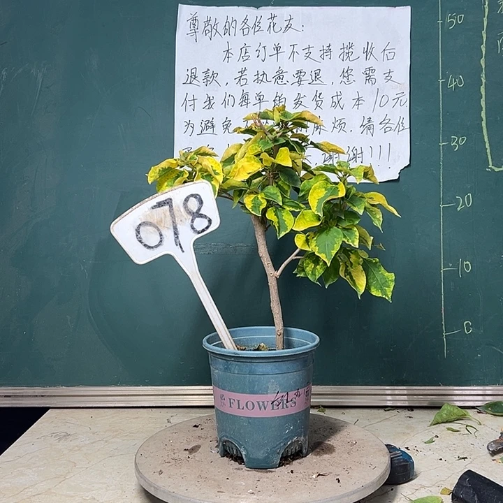 完全开放  红九月  078