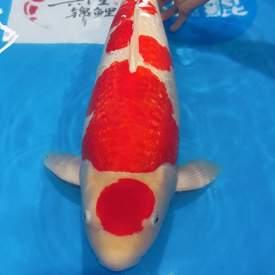 海水鱼佛山兴隆锦鲤