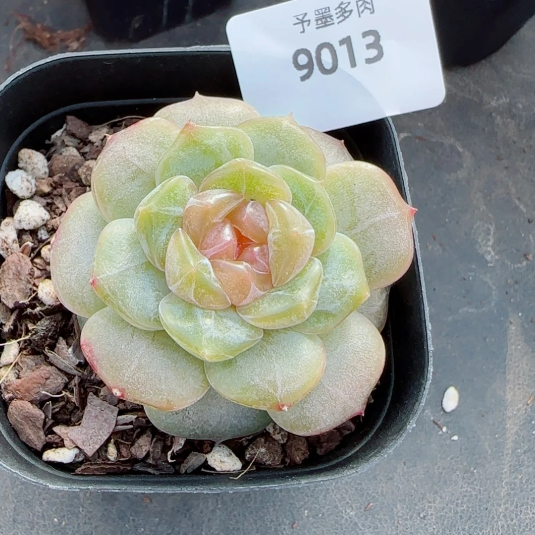 彩恋，9013多肉植物