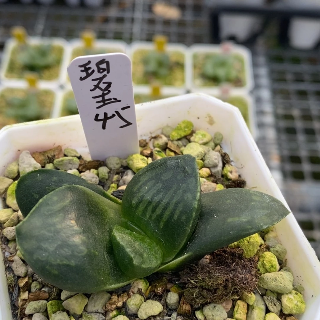 碧玉十二卷多肉植物